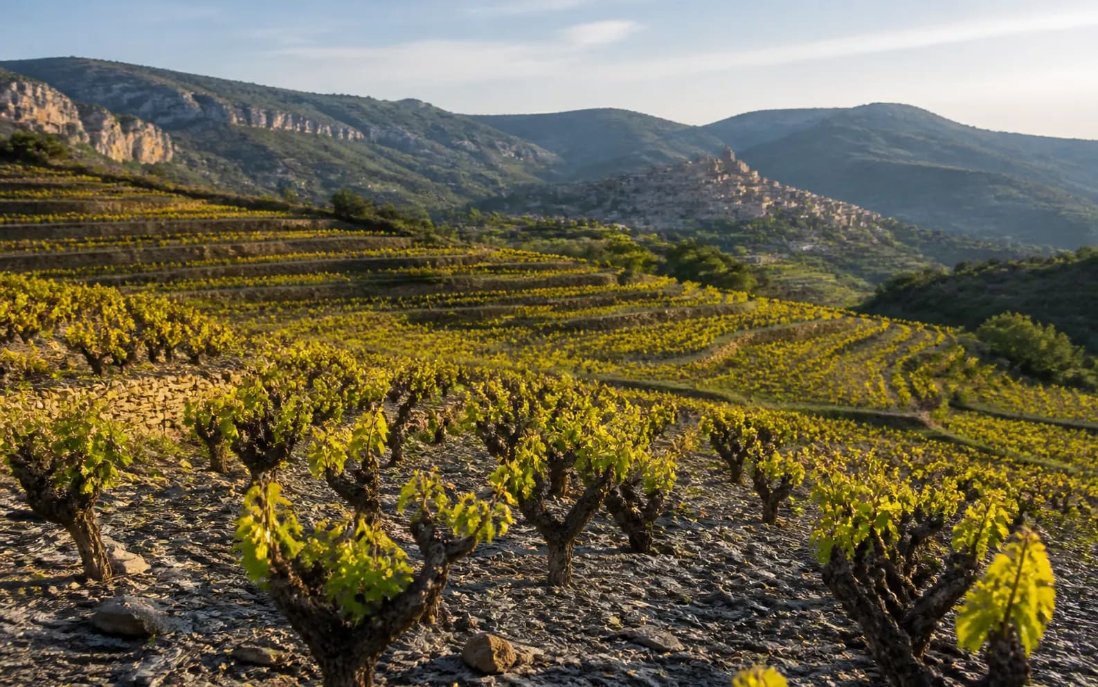 Cepas verdes en terrazas de viñedo del Priorat en primavera.